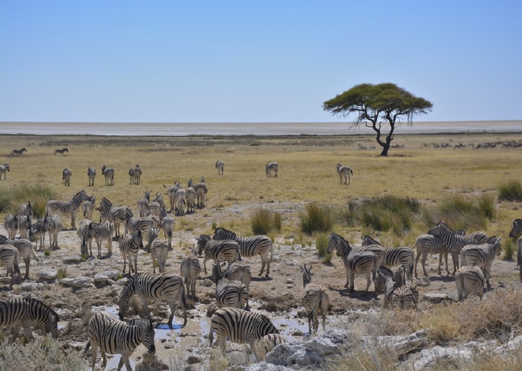 Meilleures périodes pour voir les animaux en Afrique